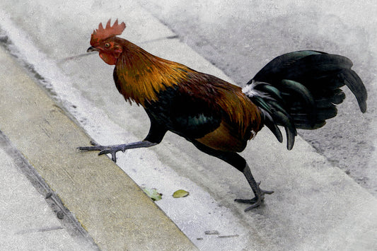 Rooster Road ( "Why did the chicken cross the road?..." )