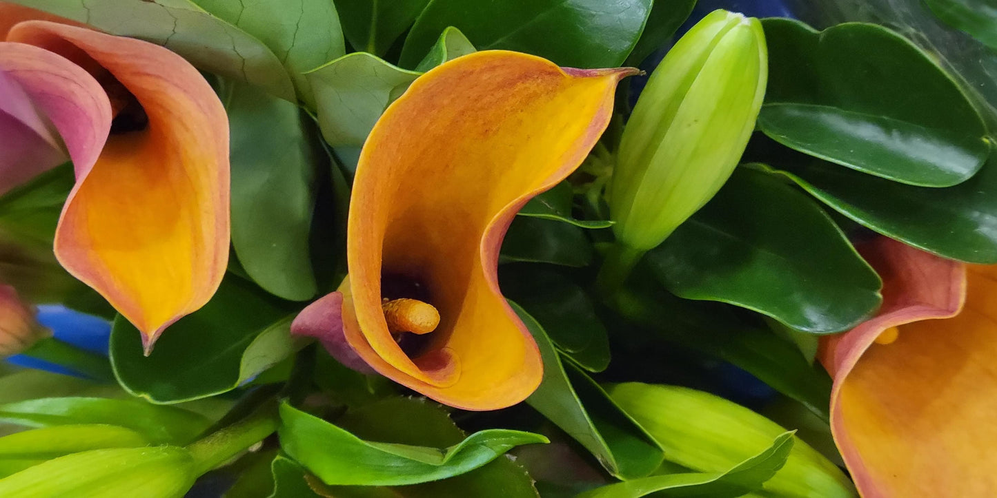 Calla Lily Twist