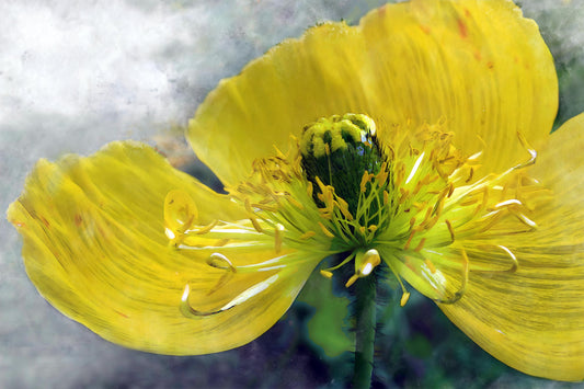 Yellow Poppy Spectacular