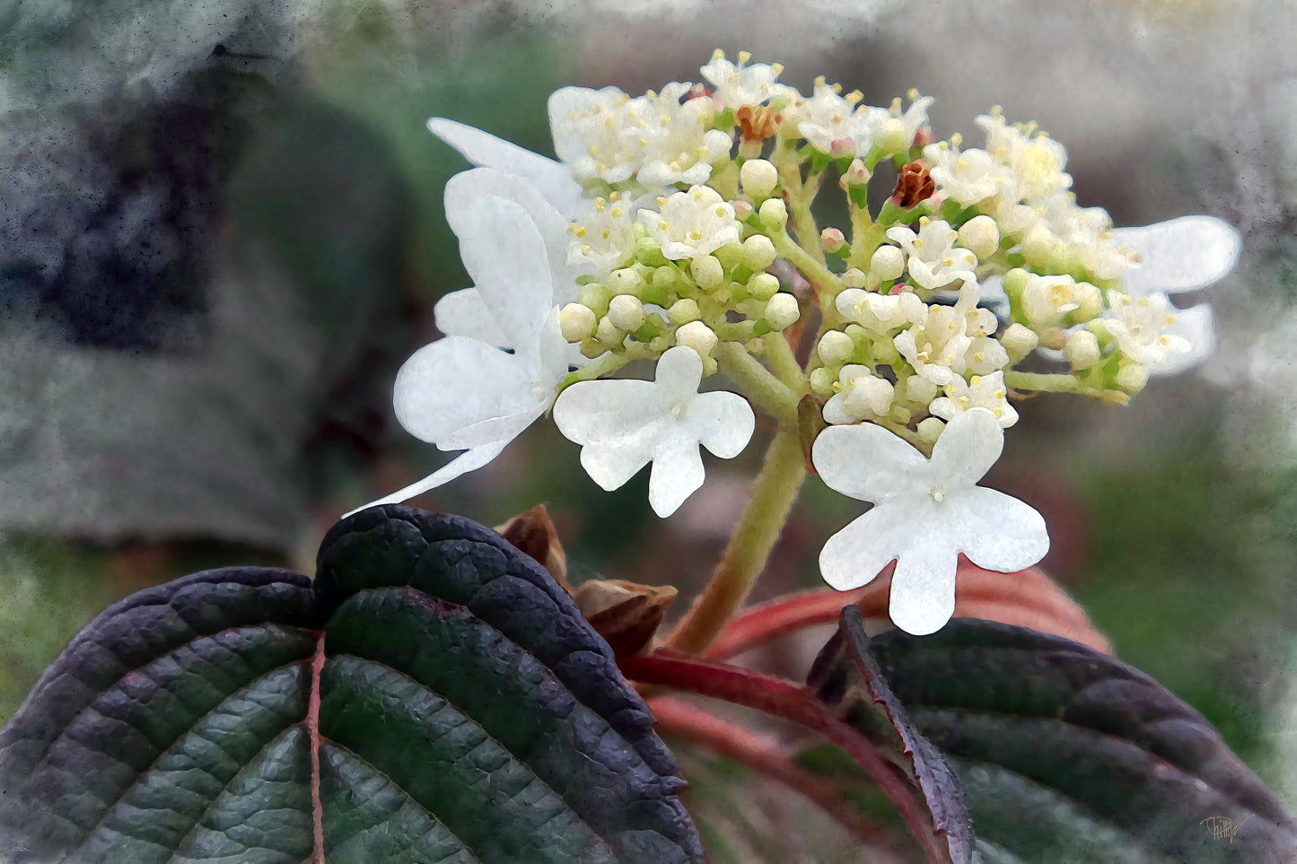 This is Shasta Viburnum